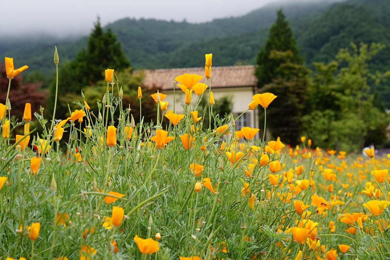 铁塔猫冰激凌爆珠（粗）：公司代理机构怎么注册